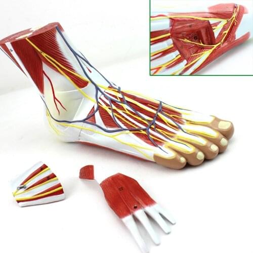 1:1 Size Foot Skeleton Model with Ligaments and Muscles Anatomical Human Foot Model Anatomy Skull Model Mixer esqueleto anatomia
