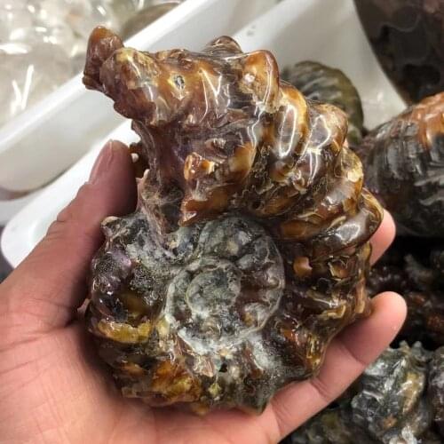 Natural sheep horn snail, natural fossil, after a long time of natural formation, healing