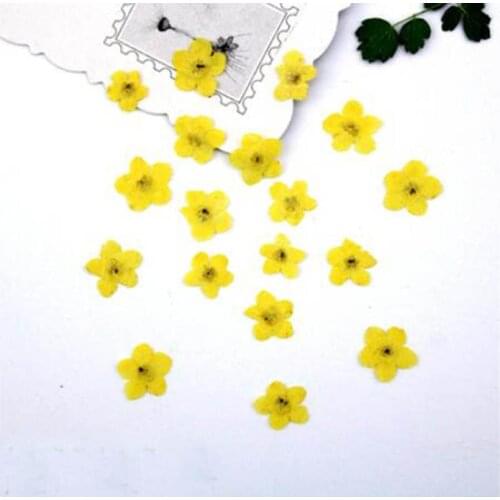 100pcs Pressed Dried Yellow Myosotis Sylvatica Forgetmenot Flower Plant Herbarium For Jewelry Phone Case Frame DIY Making