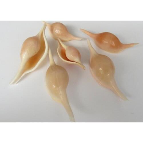 1pc Natural Shell Sea Conch Snail Fish Tank Aquarium Decorations Natural Nautical Spiral Seashell
