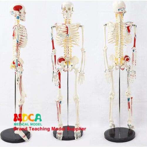2.5 Medical 85CM Pillar type human.skeleton model neuromuscular start and stop skeleton yoga teaching spinal column MGG205