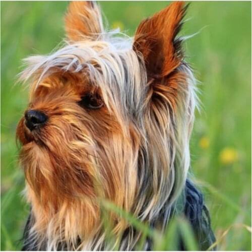 Diy 3D Diamond Painting Cross Stitch Long Hair Pet Dog Diamond Mosaic Full Diamond Embroidery Rhinestone Gift Decoration Sticker