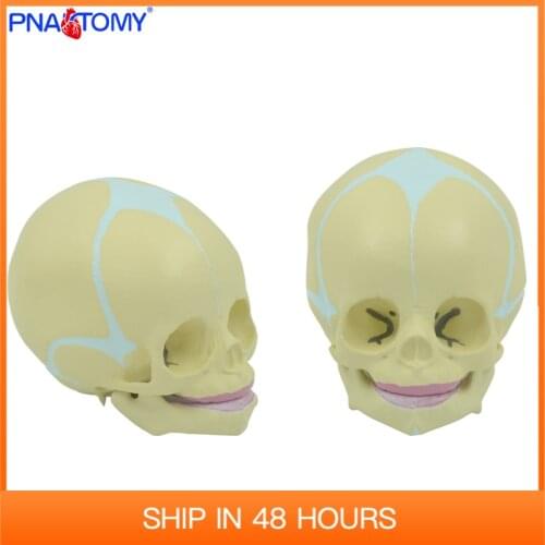 1:1 Human Fetal Baby Infant Medical Skull Anatomical Skeleton Model Science Teaching Supplies