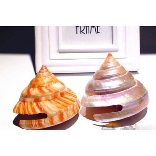 Red Weng Rong Snail Natural Shell Conch Rare Specimen Snail Aquarium Aquarium Landscape Collection Gift