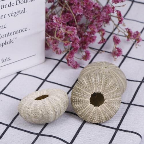 1PC 4-5cm Natural Green Sea Urchins Shell Natural Shell Conch For Potted Plant DIY Home Decoration Wedding Decoration