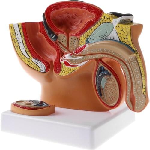 Sagittal Section of 1: 2 Anatomical Model Kit