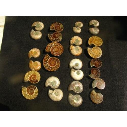 15 PAIRS RAINBOW NATURAL BEAUTIFUL FOSSIL BIVALVE FOSSILS SPECIMEN