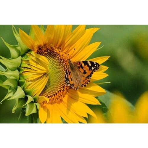 5D diamond Painting sunflower flower Cross Stitch diy diamond embroidery flowers diamonds wall stickers home decor hobby gift