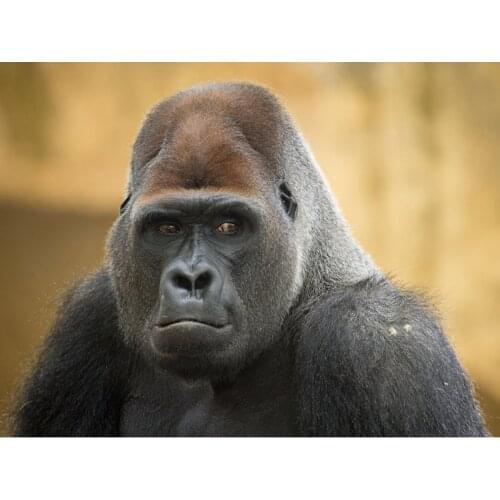 Full Square Round Diamond embroidery 5D Diy Diamond painting Cross stitch Kits Gorilla Diamond mosaic Wedding DecorationsZP-1532