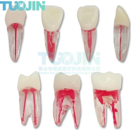 2pcs Dental Training Product Dental Root Canal Teeth For Students Practice Model Study Teach Demonstration Tools