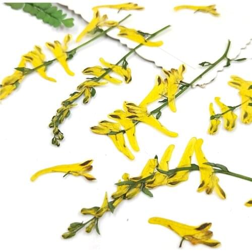 100pcs Pressed Dried Corydalis pallida Flower With Stem For Epoxy Resin Jewelry Making Bookmark Phone Case Makeup Nail Art DIY