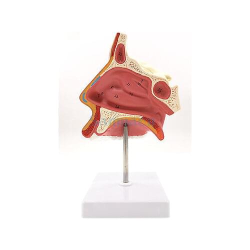 Model of the Anatomical Nasal Cavity Respiratory System Model Biology Model Medical Organs Teaching Supplies