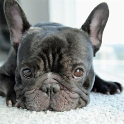 Diamond embroidered Lovely black dog, cross stitch, 2017 DIY 5D full diamond paintings, home decor,picture of rhinestones AS875