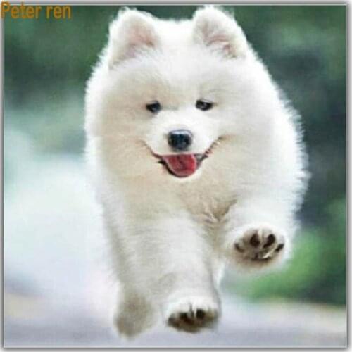 Peter ren Diy Diamond painting cross stitch Animals dog Full Square & Round diamond mosaic 5d Diamond embroidery Samoyed puppy