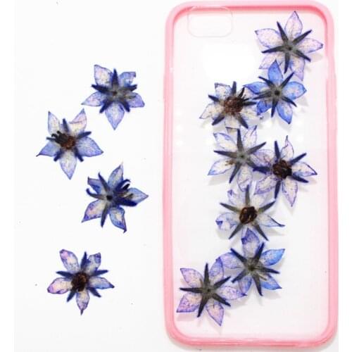 Borage Embossed Dried Flower DIY Handmade Plant Specimen Teaching Pressed Flower