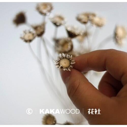 Kakawood Household Ornament Natural Original Ecological Dried Flower Small Bouquet Argentina Imported Button Flower