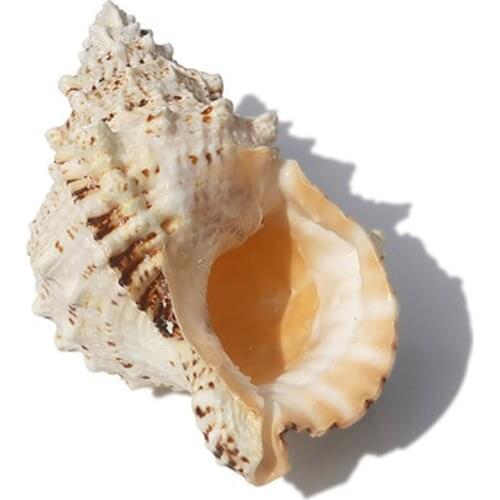 1pcs big size natural Conch sea shell Big conch shell for home decoration or gift