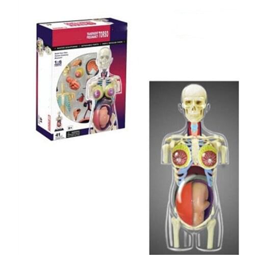 Mini 1:6 Human female pregnancy assembly model Assembled Human Anatomy Model Gift for Children