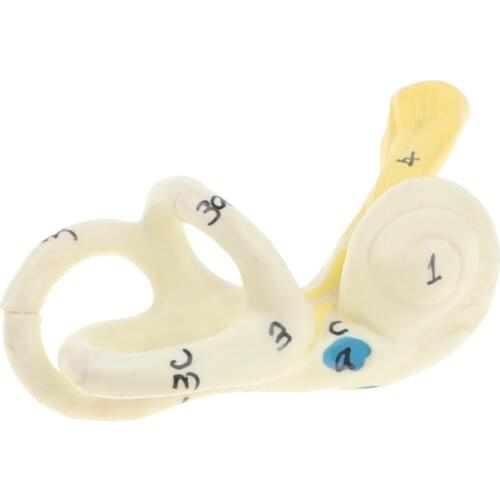 Educational equipment magnification 5x human earrings semi-circular canal cochlear lab supplies