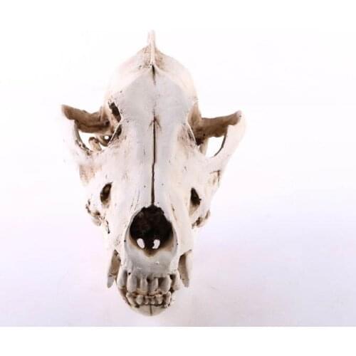 Wolf Skull Skull Animal Skull Model Resin ornaments Resin Crafts Home accessories