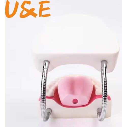 6 Times Dental Adult Teeth Model Oral Models Tooth With Tongue For Kindergarten Child Early Teaching Study Health Care Supplies