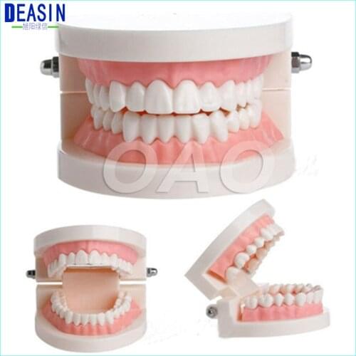 Adult Teeth Mode Dental Study Teaching Teeth Model Caries Tooth Care Education Dentist Equipment