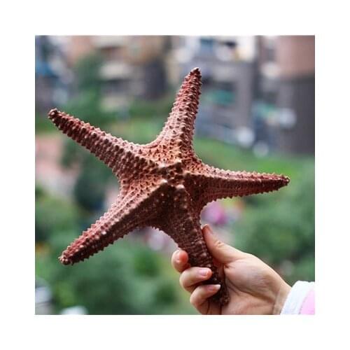 Oversized natural king starfish specimen conch shell decoration pendant, platform window shooting props