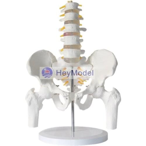HeyModel Lumbar spine model with pelvis and femur spine intervertebral disc pelvis model five lumbar spine