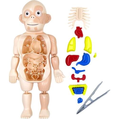 Human Body Anatomy Toy Preschool Educational Organ DIY Assembled Toys for Kids Science Learning Kits for Student Body Organ