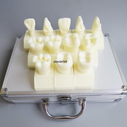 2x Size cavity preparation model kit; 12 teeth model made of resin #7009 01 - Cavity Preparation Model