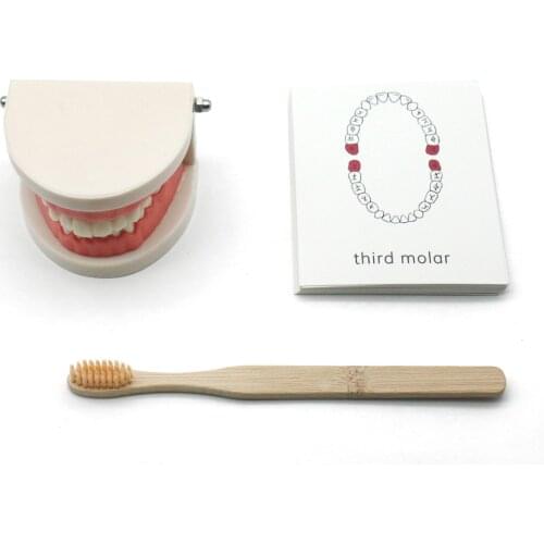 Montessori Educational Toys for Children Practical Life Materials Early Learning Kids Brushing Tooth Teaching Aids F1744H