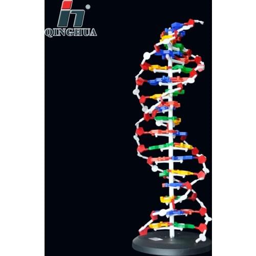 60cm DNA Structure Model Base Pair Genetic Gene DNA Dna Double Helix Models Biology Teaching Educational Equipment Supplies
