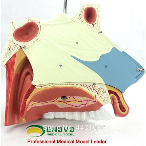 ENOVO Human medical nasal anatomy model ear nose and throat respiratory surgery endoscopic rhinoplasty