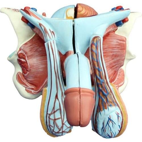 Medical Teaching Female Pelvis Model