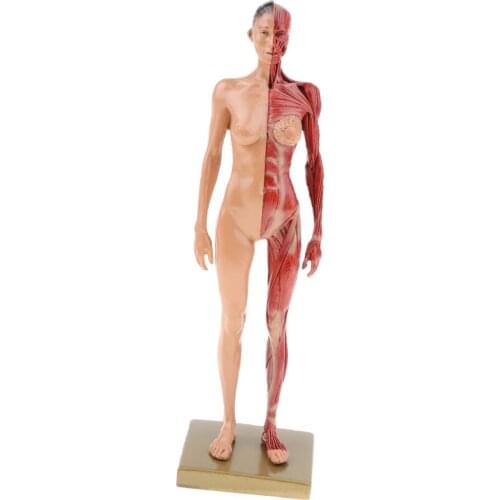 30cm Female Muscle Model Structure Human Woman Anatomical Model for School Teaching Tool Learning Display Lab Supplies