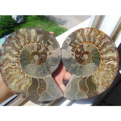 787g 2 Half Cut Ammonite Shell Jurrassic Fossil Madagascar