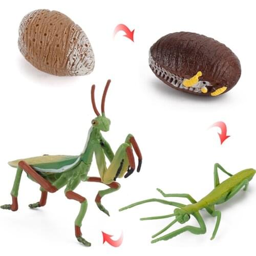 Realistic Growth Cycle Insects Praying Mantis Toy Figure Hand Painted Life Cycle Of Mantis Model Miniature Educational Toys
