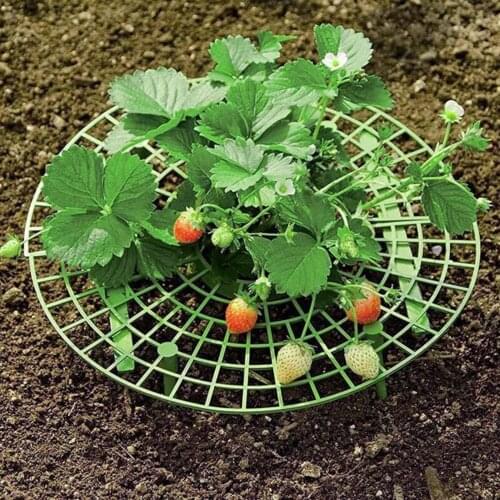 5/10/20 PCS Plant Support Strawberry Stand Frame Holder Balcony Planting Rack Fruit Support Plant Flower Climbing Vine Pillar