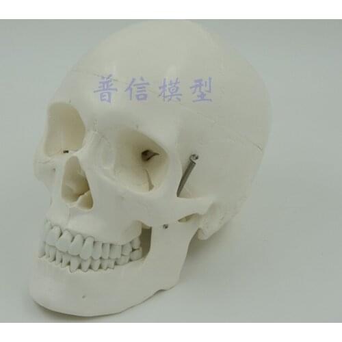 Human skull model head skeleton model Medical Science teaching supplies