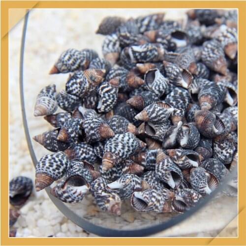 50pcs black Sesame shell natural shell small conch creative DIY handmade materials drifting bottle shell painting accessories