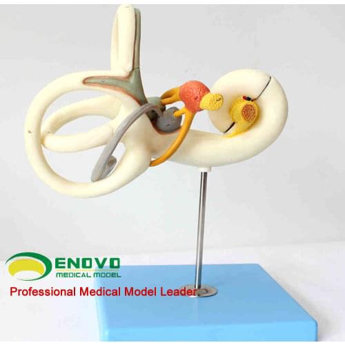 Human inner ear scale-up model Auditory system Teaching aid 18X 16cm height 23cm wide 9cm deep free shipping