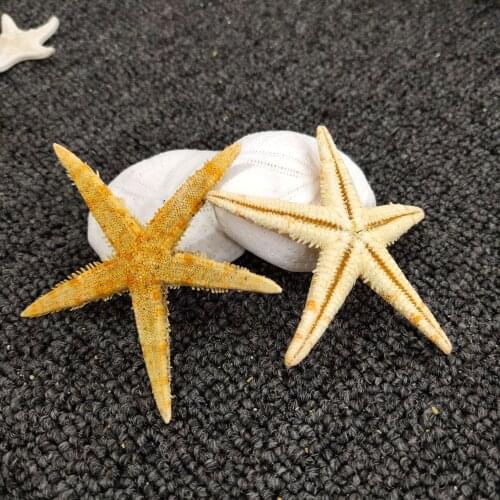 100pcs,Natural Dried Flat Starfish for wedding party home decoration, fish tank micro landscape modeling,Easter gift box decor