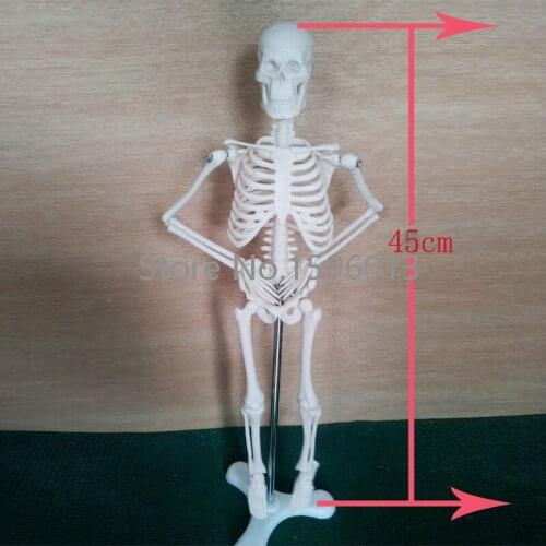 HOT Mini Skeleton Model 42CM, Human Skeleton Model