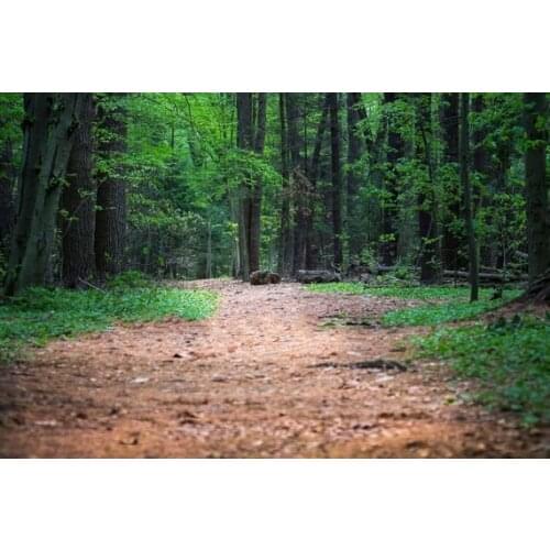 Green forest woodland evergreen road background High quality Computer print children kids backdrop
