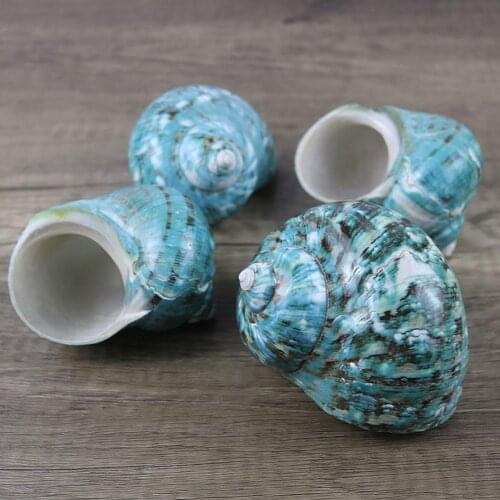 Polished Turban Shells Turbo Seashells Original Natural Large Green Coral Sea Snail Home Fish Tank Decorations crafts DIY