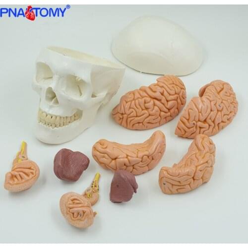 Classic human adult skull model with brain anatomy head anatomical life size 1:1 skeleton teaching Cranial nerve branch tool
