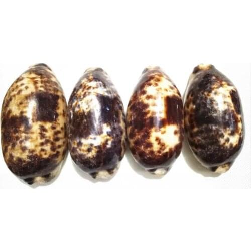 Natural conch shells specimens Chelycypraea testudinariastarfish seanatural seashell