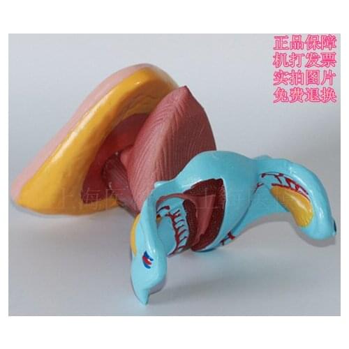 Female internal and external genital anatomy model Uterus model