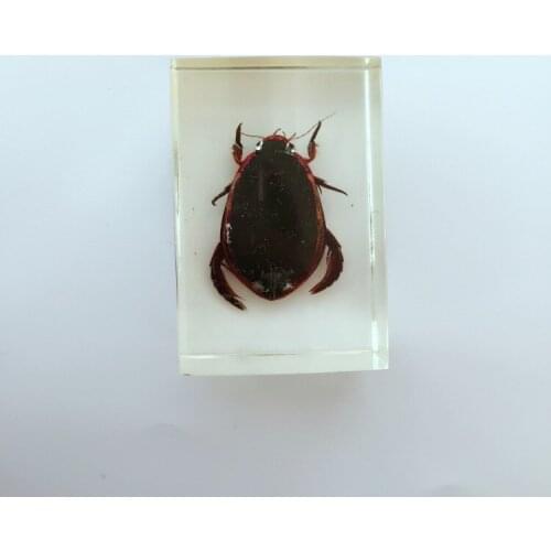 Embedded Real Diving Beetle Specimen Real Insect Specimen Transparent Resin Insect Specimen Entomology Biology Teaching Aids