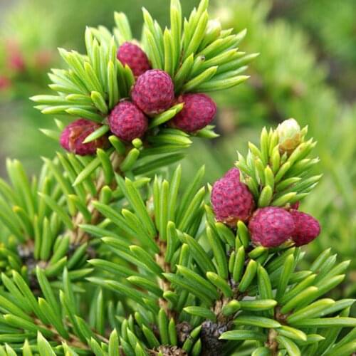 Другойбренд Seeds